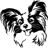 Tête de Papillon