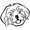 Havanese