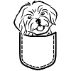 Havanese
