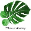 MonsteraMonday - Greenblack