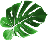 MonsteraMonday - Greenwhite