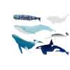whales