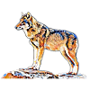 wolf