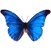Butterfly drawing