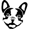 Dog - French Bulldog