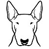 Bullterrier
