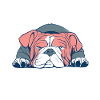 Lazy english bulldog cozy dog