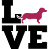 Dachshund