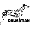 Dalmatian