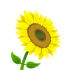 Sunflower sunflower sunflower seeds