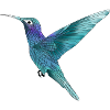 KOLIBRI