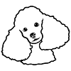 Poodle
