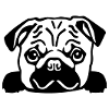 Pug