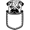 Pug