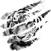 Tiger scratch