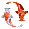Koi