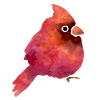 Cute bird