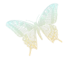 Swallowtail butterfly