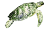 Sea turtle