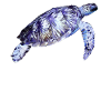 Sea turtle