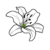 Elegant White Lily Blossom