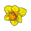 Vibrant daffodil with warm hues