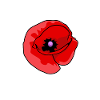 Artful Poppy on Canvas