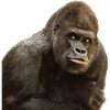 gorilla