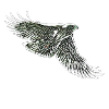 Falcon