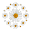 White Daisy Flowers Daisy Design