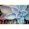 Plantdaddy - succulent plant - cactus