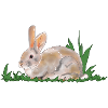 Rabbit, rabbit, spring