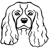 Cavalier King Charles