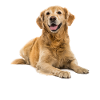 Cadeaux Golden Retriever impressionnants