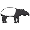 Tapir goes