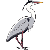 Grey Heron, Heron