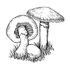 champignons
