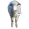 mowing; sheep