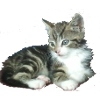 Baby kitten little Princess kitty
