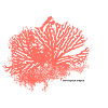coral pattern