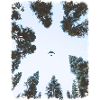 Forêt