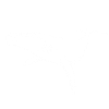 whale