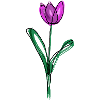 Purple tulip