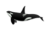 Orca Killerwal