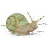 Snail, snail