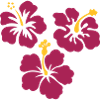 Three Hibiscus Flowers