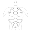 Tortoise turtle