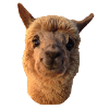 Simona our Smiling Alpaca