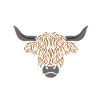 Scottish highland cow