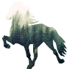 Islandpferd Forest